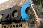 Mexico’s Association of Zoos, Culiacan Zoo, animals abandoned during coronavirus lockdown are rescued by a zoo in mexico, Mamma