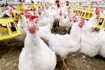 Bird flu 2024, Bird flu latest, bird flu outbreak in the usa triggers doubts, Eat