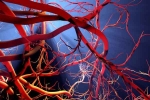 Blood Vessels Stretch research, Blood Vessels Stretch news, how far can blood vessels stretch if laid out end to end, Tunnel