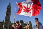 Senate, Canada Senate, canada senate legalizes recreational marijuana, Marijuana