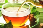 herbs, herbs, is consuming tea linked to immunity, Green tea