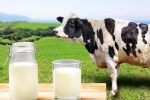 Cow Milk Protein latest, Cow Milk Protein breaking, can cow milk protein lead to type 1 diabetes, Cheese