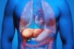 Fatty Liver in Youngsters experts, Fatty Liver in Youngsters, why is fatty liver affecting youngsters, Overweight