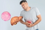 Fatty Liver symptoms, Fatty Liver research, fatty liver can be reversed in just one month, Drink