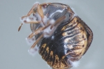 Fungal Pesticides Offer Alternative To Traditional Chemicals, Fungal Pesticides, fungal pesticides offer alternative to traditional chemicals, Biopesticides