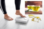 Green Tea for Weight loss study, Green Tea for Weight loss study, can consuming green tea really help in weight loss, Green tea for weight loss