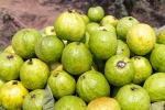Guava bad for whom, Guava new updates, who should be careful with guava, Health benefits