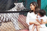 Klin Kaara breaking updates, Klin Kaara birthday, klin kaara meets her namesake tigress on second birthday, Anger