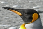 impacts the environment, impacts the environment, laughing gas released from penguins poop causes a ruckusto the environment, Laughing gas