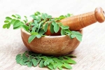 Moringa experts, Moringa latest, is moringa a must have in your diet, Health