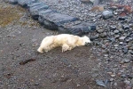 Polar Bear In Iceland new breaking, Polar Bear In Iceland shot, polar bear appears in iceland for the first time in 8 years, Scientists