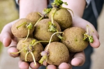 Sprouted Potatoes disadvantages, Sprouted Potatoes advantages, what happens when you eat sprouted potatoes, Bindi Sprouted Potatoes disadvantages, Sprouted Potatoes advantages, what happens when you eat sprouted potatoes, Bindi