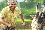 Sreekaram cast, Sreekaram updates, sharwanand s sreekaram trailer released, Ok jaanu