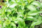 Stevia for blood sugar, Stevia for blood sugar, is consuming stevia bad for blood sugar levels, South Stevia for blood sugar, Stevia for blood sugar, is consuming stevia bad for blood sugar levels, South