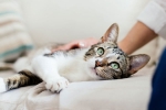 coronavirus, covid-19, two pet cats in new york test positive for covid 19, Pet cats