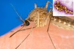 USA, West Nile Virus cases, russia warns of west nile virus, Joint pains USA, West Nile Virus cases, russia warns of west nile virus, Joint pains