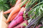 Red Carrot Vs Orange Carrot news, Red Carrot, which carrot is more beneficial for health, Surprised