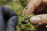 Marijuana, Marijuana legalization, boston braces for legalizing marijuana in december 2016, Recreational marijuana Marijuana, Marijuana legalization, boston braces for legalizing marijuana in december 2016, Recreational marijuana