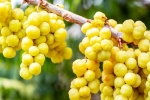 Amla latest news, Amla benefits, ten health benefits of consuming amla, Galli