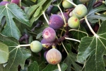 Figs news, Figs vegetarian, are figs really vegetarian or non vegetarian, Nutritional benefits