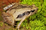 Frog Mucus Kills Flu Virus, Frog Mucus Kills H1 Flu Virus, south indian frog mucus kills flu virus, Antiviral drug