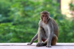 Monkey bite, Monkey bite, how to survive a monkey attack handle it without panicking, Snatch