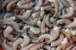 Indian shrimp ban, Indian shrimp in US, indian shrimp faces threat of ban in u s, Al hilal