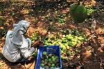 Nipah virus, Karnataka, nipah effect mango growers in karnataka faces tough time in export, Nipah viru