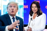 trump slams tulsi gabbard, trump slams tulsi gabbard, trump slams tulsi gabbard for alleging that he supports al qaeda, Tulsi gabbard