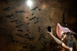 Wuhan CDC bat research, Wuhan CDC bat caves, a sensational video of scientists of wuhan cdc collecting samples in bat caves, Wuhan cdc